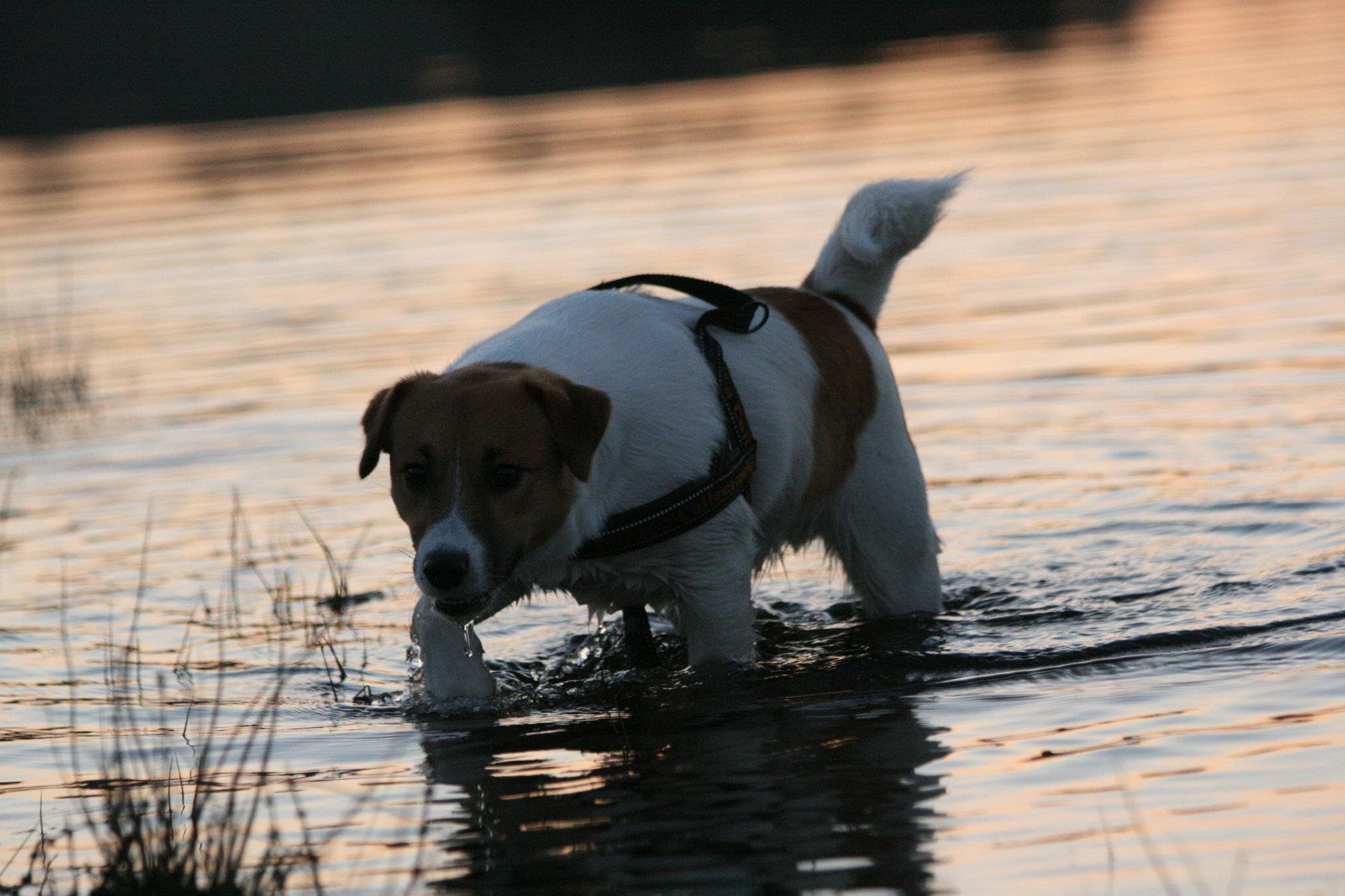 Ouderhond Marieke van de Fair
