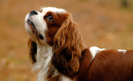 Jantje van de Fairbreed