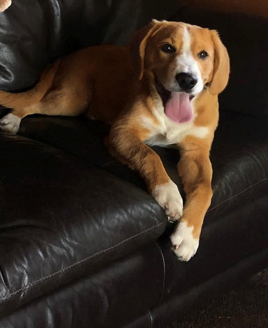 Ouderhond Lilo d'n urste