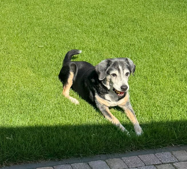 Ouderhond Pientje van de FairBreed